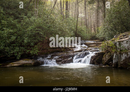 Wildcat Creek liegt in Rabun County im Norden Georgiens.  Es fließt in der Regel West nach Ost, mündet in Lake Burton entlang der westlichen Seite.  Es gibt einen gut entwickelter Campingplatz entlang Wildcat Creek Road, die den Zugang zu den Creek in diesem Bereich ist.  Es ist jährlich mit Regenbogenforellen bestückt und ist sehr beliebt bei Fischer. Stockfoto