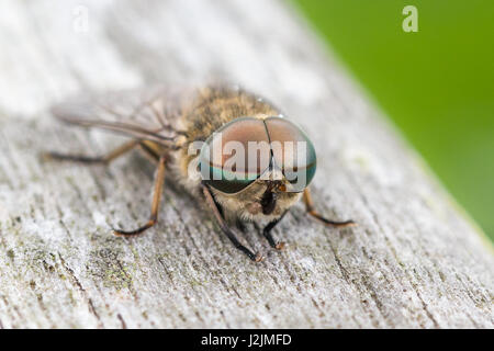 Männliche blass Riesen Pferdefliege (Tabanus Bovinus) Stockfoto