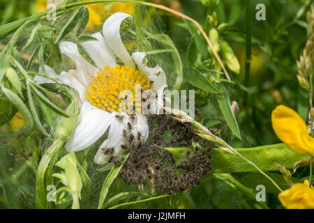 Spiderling Kinderkrippe oder Kindergarten auf White Daisy Stockfoto