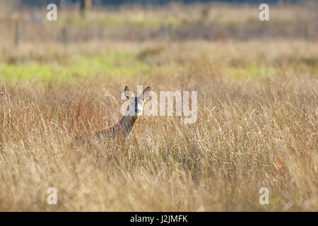 Reh-Doe(Capreolus capreolus) in eine lange Wiese zu warnen. Stockfoto