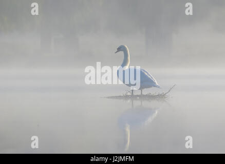 Einzelne Höckerschwan (Cygnus Olor) auf ruhige ruhige friedliche Nebel Nebel Nebel Nebel Teich in den frühen Morgenstunden Stockfoto