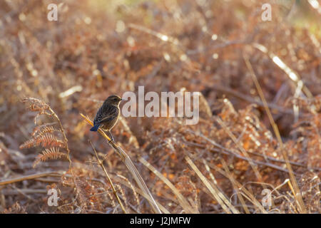 Weibliche Schwarzkehlchen (Saxicola Rubicola) thront unter Toten bracken Stockfoto