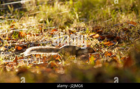 Grau oder grau-Eichhörnchen (Sciurus Carolinensis) an einem Herbstabend auf Nahrungssuche Stockfoto