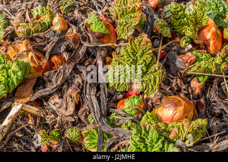 Aufstrebenden Rhabarber im Frühjahr Ontario Kanada Stockfoto