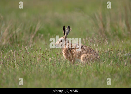 Brauner Hase, Lepus Capensis alleinstehende Erwachsene sitzen im Bereich Schottland, Großbritannien Stockfoto