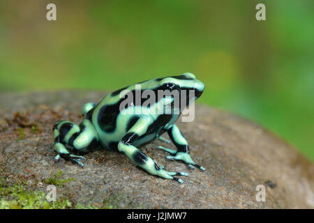 Ein schwarzer und grüner Pfeilgiftfrosch im Dschungel Mittelamerikas Stockfoto