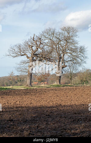 Englisch-Eiche (Quercus Robur). Wachsen entlang einer ehemaligen Feld Hedge-Trennlinie längst entfernt. Winter. Norfolk. East Anglia. VEREINIGTES KÖNIGREICH. Stockfoto