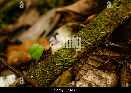 Ein Leafcutter Ameisen trägt ein Blatt über eine Niederlassung im Braulio Carillo Nationalpark in Costa Rica Karibik Hang. Stockfoto