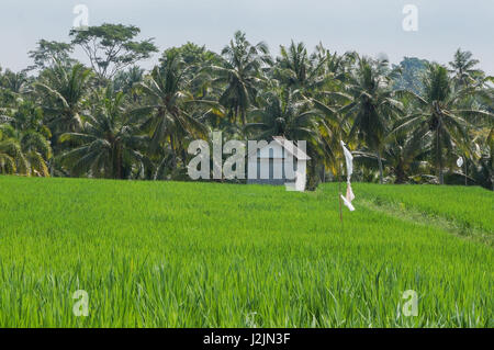 Ein Reisfeld in Bali mit einer kleinen Hütte und Palmen am Ende Stockfoto