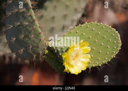 Kaktusblüte (Opuntia galapageia) auf den Galapagos-Inseln Stockfoto