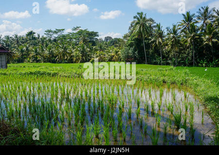 Neu gepflanzte Reis auf einer Wiese außerhalb Ubud Stockfoto