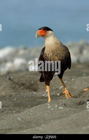 Ein Crested karakara am Strand von Corcovado Nationalpark in Costa Rica Stockfoto