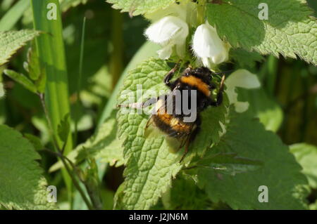 Makroaufnahme einer Hummel auf Brennnessel Stockfoto