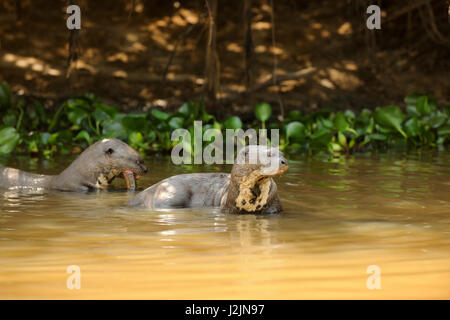 Zwei Riesenotter in einem Fluss, einer von ihnen einen Fisch zu essen. Pantanal, Brasilien Stockfoto