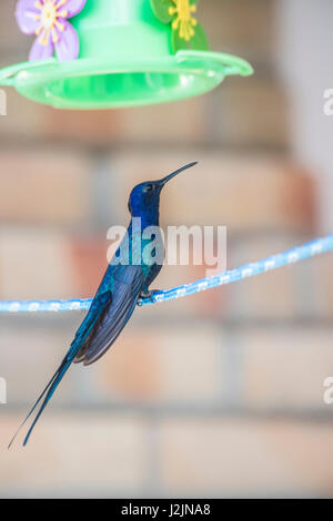 Ein Swallow-tailed Kolibri thront auf einer Wäscheleine in der Nähe von einem feeder Stockfoto