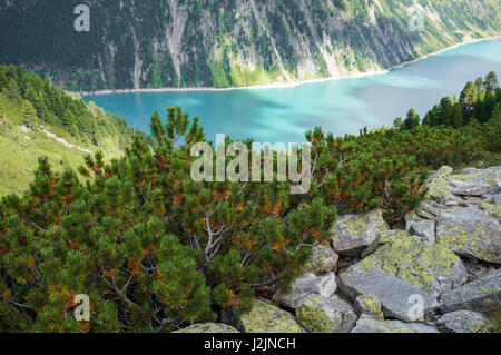 Zwerg-Kiefern mit wunderschönen See im Hintergrund Stockfoto