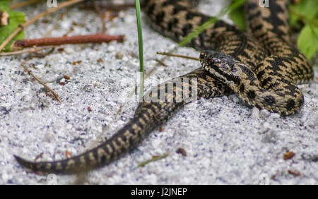 Addierer Schlange im New Forest Nationalpark Reptile Centre in Großbritannien. Stockfoto