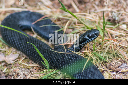 Black Adder Schlange im New Forest Nationalpark Reptile Centre in Großbritannien. Stockfoto