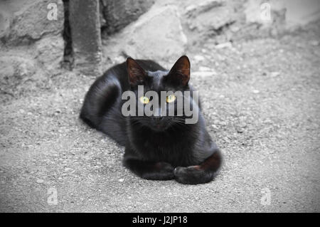 Schwarze Katze. Stockfoto