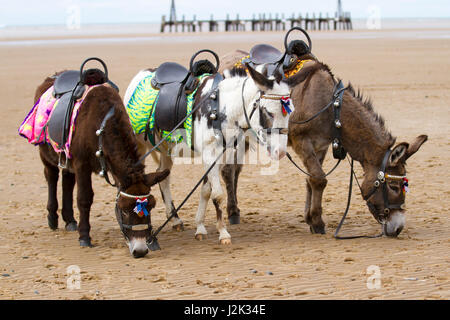 Lytham St Annes, Lancashire, UK. 29. April 2017.  Großbritannien Wetter.  Warme Winde und leichte Schauer als Touristen-Leiter zu den unberührten Sandstränden von Lytham Bank Holiday Wochenende zu genießen.  Die Award Gewinner Strand ist ein Paradies für Touristen und Urlauber und dient für eine breite Palette von Aktivitäten. Der Strand selbst bei St Annes, an der Küste von Fylde, ist eine riesige Fläche mit goldenem Sand; perfekt für herumlaufen auf und Sandburgen. Kredite; MediaWorldImages/AlamyLiveNews Stockfoto