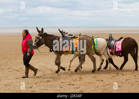 Gruppe oder Herde, von Seaside gesattelter Esel mit Ihren Handler in Lytham St Annes, Lancashire, UK. 29. April 2017. UK Wetter. Warme Winde und Regen als Touristen zu den unberührten Sandstrand von Lytham Leiter der Bank Holiday Wochenende zu genießen. Die preisgekrönten Strand ist ein Paradies für Touristen und Urlauber und ist für eine breite Palette von Aktivitäten verwendet. Der Strand selbst bei St Annes, an der Fylde Coast, ist eine sehr große Ausdehnung von Golden Sand; perfekt, um auf und Sandburgen bauen. Kredit; MediaWorldImages/AlamyLiveNews Stockfoto