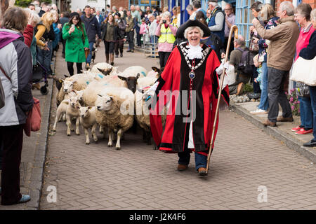 Wimborne, Dorset, UK. 29. April 2017. Vielleicht wurden zum ersten Mal, aber sicherlich nicht seit Menschengedenken, Schafe durch Teil der Stadt Wimborne Minster angetrieben von der Stadt Bürgermeister Cllr Frau Sue Cook, die aktuellen zwei Freemen Anthony Oliver und Grant Bocking und freien Margery Ryan. Bildnachweis: Gary Lawton/Fotografien von Gary/Alamy Live News Stockfoto