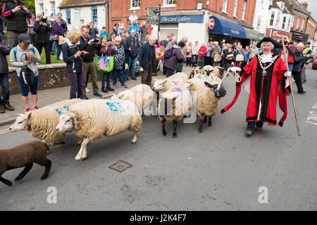 Wimborne, Dorset, UK. 29. April 2017. Vielleicht wurden zum ersten Mal, aber sicherlich nicht seit Menschengedenken, Schafe durch Teil der Stadt Wimborne Minster angetrieben von der Stadt Bürgermeister Cllr Frau Sue Cook, die aktuellen zwei Freemen Anthony Oliver und Grant Bocking und freien Margery Ryan. Bildnachweis: Gary Lawton/Fotografien von Gary/Alamy Live News Stockfoto