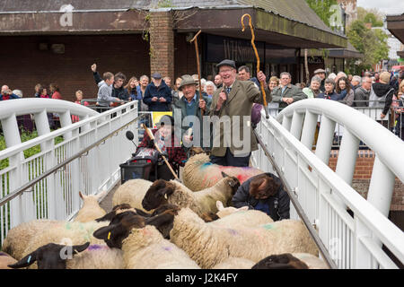 Wimborne, Dorset, UK. 29. April 2017. Vielleicht wurden zum ersten Mal, aber sicherlich nicht seit Menschengedenken, Schafe durch Teil der Stadt Wimborne Minster angetrieben von der Stadt Bürgermeister Cllr Frau Sue Cook, die aktuellen zwei Freemen Anthony Oliver und Grant Bocking und freien Margery Ryan. Bildnachweis: Gary Lawton/Fotografien von Gary/Alamy Live News Stockfoto