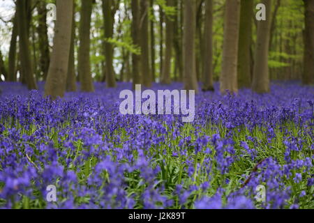 Chrishall, Essex, England. 29. April 2017. Glockenblumen in den späten Frühlingssonnenschein.  Howe-Wald in der Nähe von Saffron Walden. Strethall, Essex. UK-Credit: Penelope Barritt/Alamy Live-Nachrichten Stockfoto