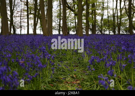 Chrishall, Essex, England. 29. April 2017. Glockenblumen in den späten Frühlingssonnenschein.  Howe-Wald in der Nähe von Saffron Walden. Strethall, Essex. UK-Credit: Penelope Barritt/Alamy Live-Nachrichten Stockfoto