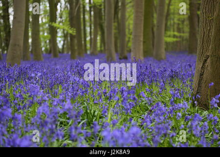 Chrishall, Essex, England. 29. April 2017. Glockenblumen in den späten Frühlingssonnenschein.  Howe-Wald in der Nähe von Saffron Walden. Strethall, Essex. UK-Credit: Penelope Barritt/Alamy Live-Nachrichten Stockfoto