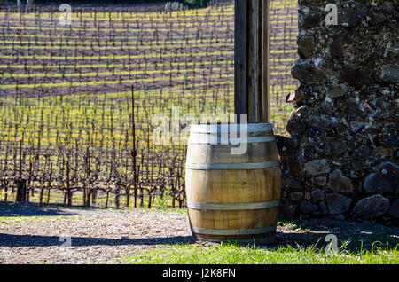 Weinberg-Reihen mit Weinfass und Pfad in Napa Valley, Kalifornien Stockfoto