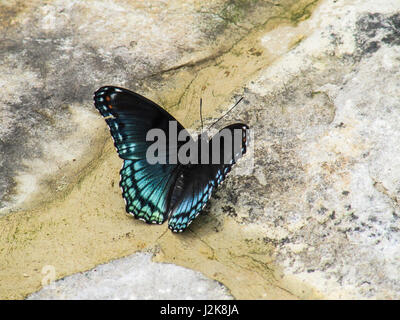 Nahaufnahme von White Admiral rot gefleckten lila blaue Schmetterling oder Limenitis arthemis Stockfoto