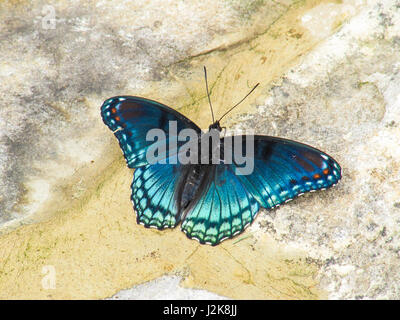 Nahaufnahme von White Admiral rot gefleckten lila blaue Schmetterling oder Limenitis arthemis Stockfoto