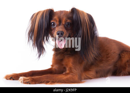 Russkiy Toy. kleiner Hund, kleiner Hund Stockfoto