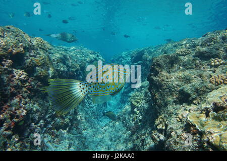 Bunte Tropenfische Aluterus Scriptus, umgangsprachlich Feilenfisch, Broomtail Feilenfisch gekritzelt oder kritzelte Lederjacke, Unterwasser Pazifik Stockfoto