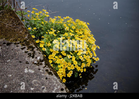Caltha Palustris Marsh-Marigold Forth & Clyde Canal gelbe Blumen Kanal Seite Stockfoto