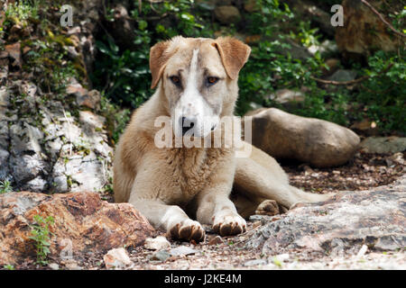 Hund Festlegung im Hof Stockfoto