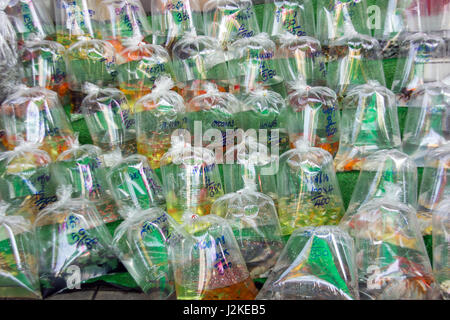 Bangkok, Thailand 19. März 2017. Farbe-Fische in Plastikbeutel bei pet-Markt für zu verkaufen Stockfoto