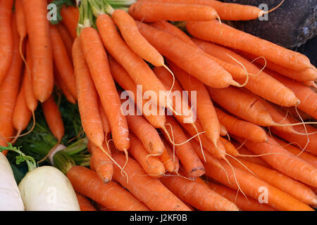 Trauben von frischen neuen Frühling orange Karotten mit Grün Top lässt auf Markt Stall Einzelhandel, Nahaufnahme, niedrigen Winkel Stockfoto