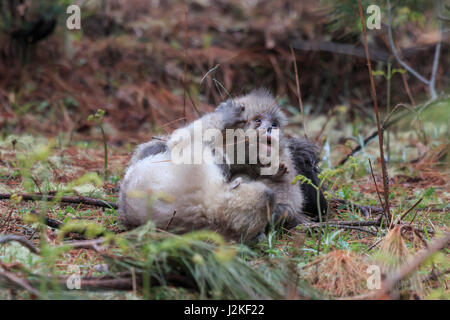 Yunnan schwarz stupsnasige Monkey (Rhinopithecus Bieti) Stockfoto