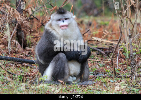 Yunnan schwarz stupsnasige Monkey (Rhinopithecus Bieti) Stockfoto