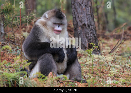 Yunnan schwarz stupsnasige Monkey (Rhinopithecus Bieti) Stockfoto