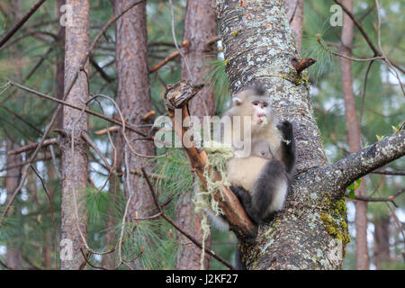 Yunnan schwarz stupsnasige Monkey (Rhinopithecus Bieti) Stockfoto