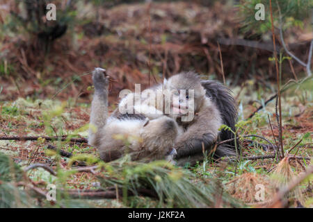 Yunnan schwarz stupsnasige Monkey (Rhinopithecus Bieti) Stockfoto