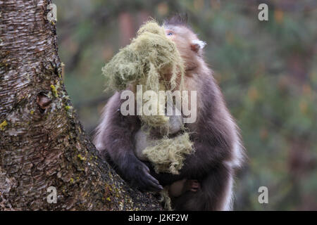 Yunnan schwarz stupsnasige Monkey (Rhinopithecus Bieti) Stockfoto