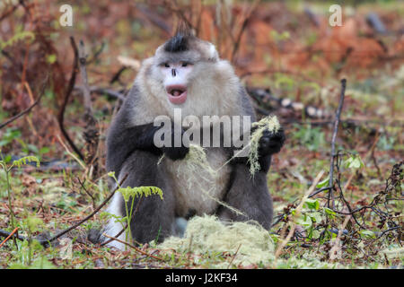 Yunnan schwarz stupsnasige Monkey (Rhinopithecus Bieti) Stockfoto