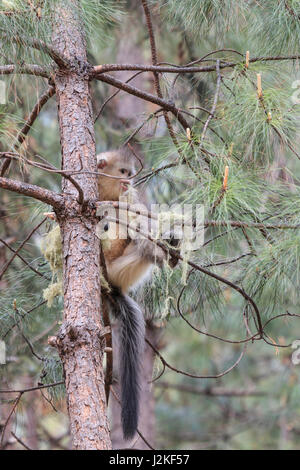 Yunnan schwarz stupsnasige Monkey (Rhinopithecus Bieti) Stockfoto