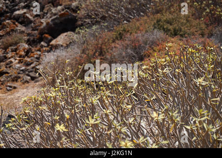 Isla de Lobos, Lanzarote, Spanien Stockfoto