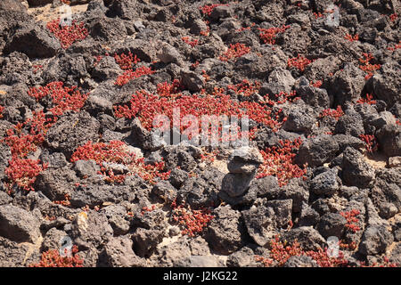 Roten Sukkulenten auf Isla de Lobos, Fuerteventura, Spanien Stockfoto